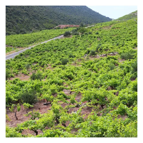 peljesac vineyard